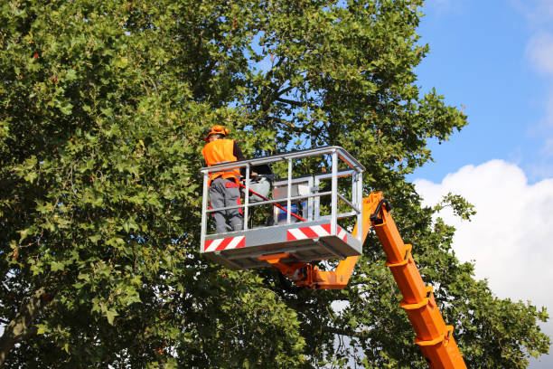 Best Tree Cabling and Bracing  in St Paul Park, MN